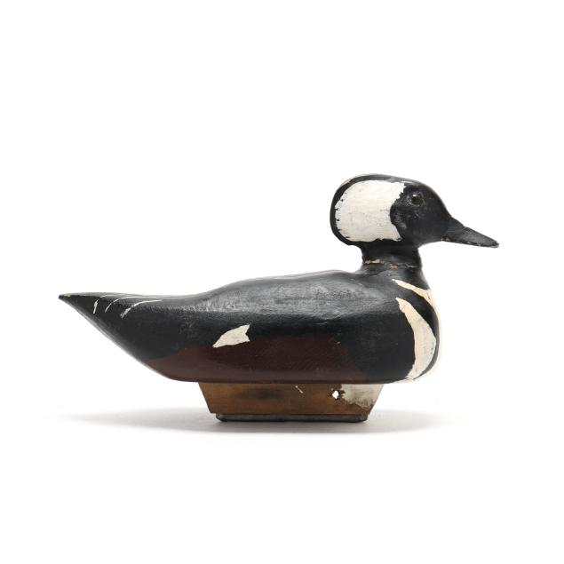 early-hooded-merganser