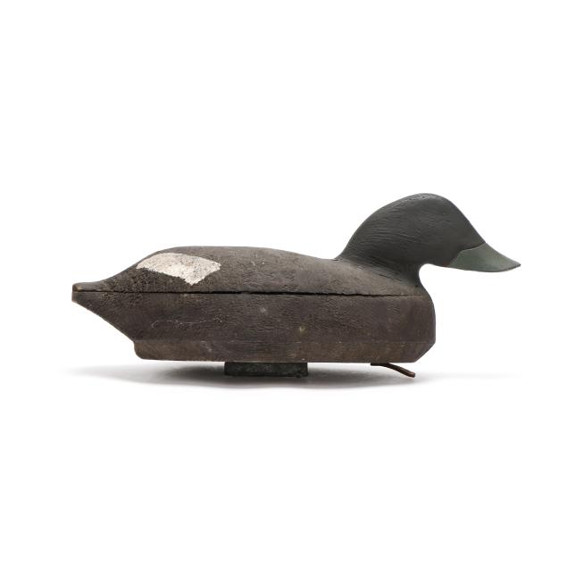 early-swimming-white-winged-scoter