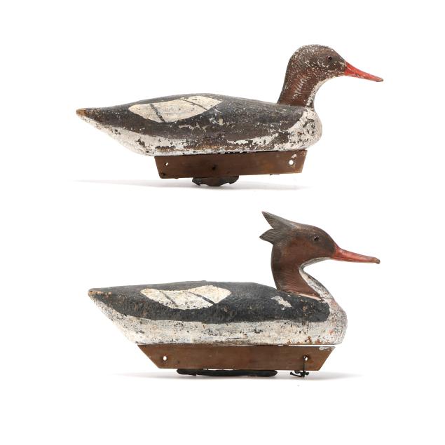pair-of-hoopers-island-merganser