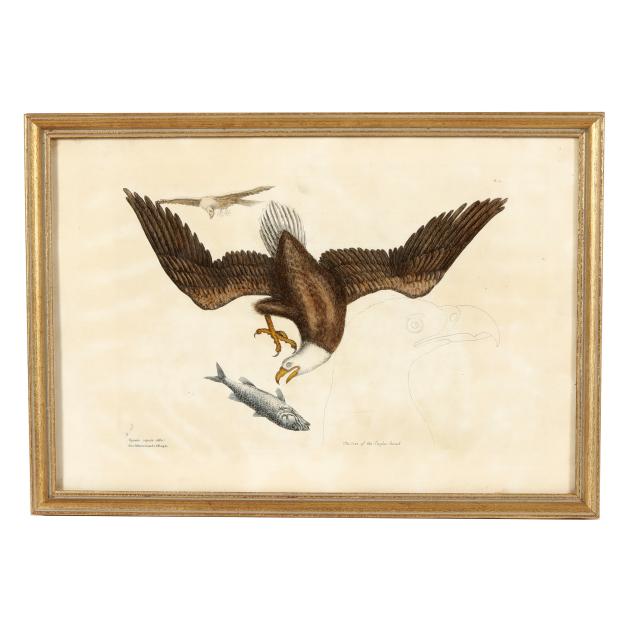 mark-catesby-english-1683-1749-i-the-white-headed-eagle-i