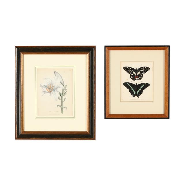 two-antique-english-naturalist-engravings