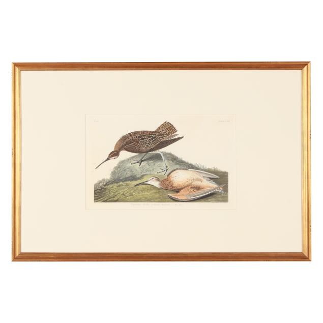 john-james-audubon-american-1785-1851-i-esquimaux-curlew-i-havell-edition