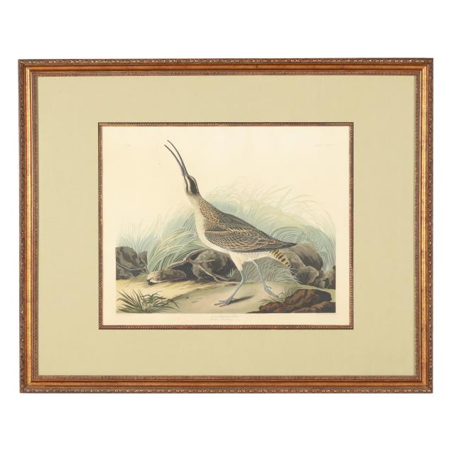 john-james-audubon-american-1785-1851-i-great-esquimaux-curlew-i-havell-edition